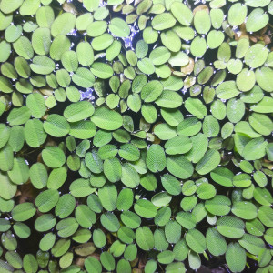 Salvinia auriculata (natans)