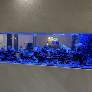 Aquarium Maison