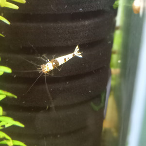 Caridina Black crystal