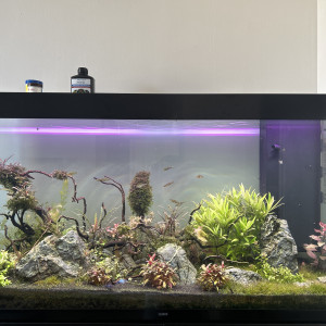 Publication de NicoAquarium