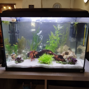 RENA 80