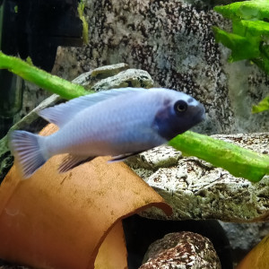 Pseudotropheus sp polit