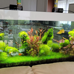 Mon 2 mètres Aquascape