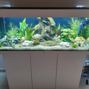 Juwel rio 240