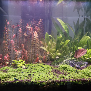 First tank