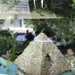Pièce pour aquarium