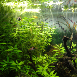 Publication de Greenfish63