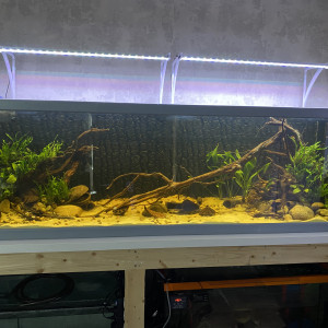 Aquarium amazonien