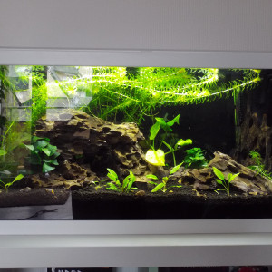 Aquarium du débutant