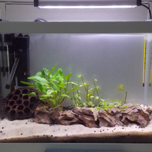 Mini Aquarium