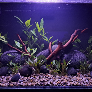 Nano crevettes
