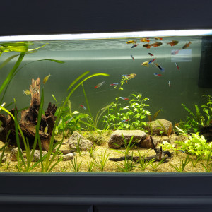 Aqua 220l