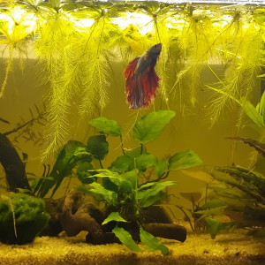 Betta 57l