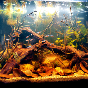 Aqua 100L Amazon