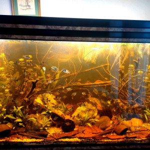Aqua 300L Sud-américain
