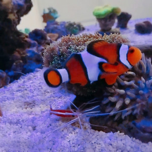 Micro Recifal 150L