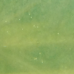 Publication de pat-delasvegas