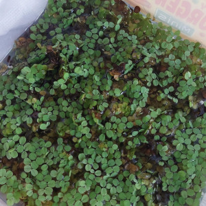 salvinia natans