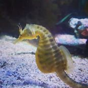 Hippocampus abdominalis