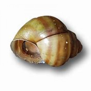 Viviparus georgianus