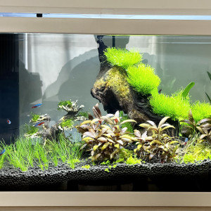 Aquascaping