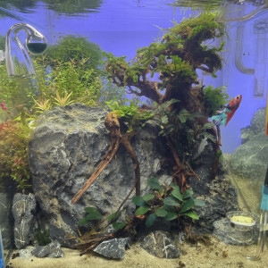 Aquascape