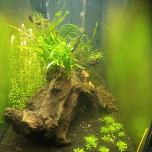 250l amazonien