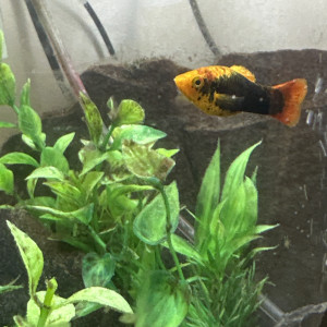 Don d’un platy
