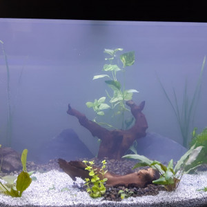 Juwel 260L