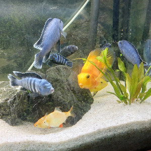 mon aquarium
