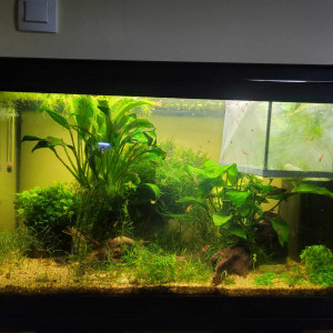 Aquarium 60l