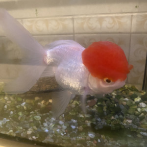 Poisson Japon