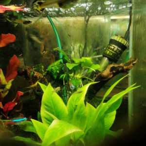 Guppy1