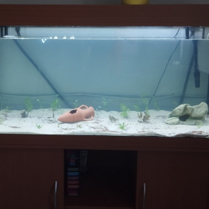 Aquarium Communautaire