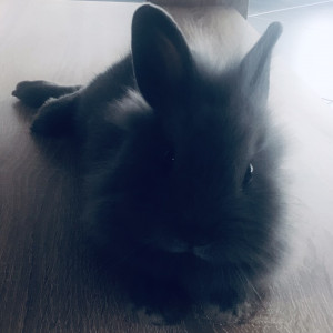 LittleMoon