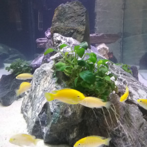 Cichlyde bac