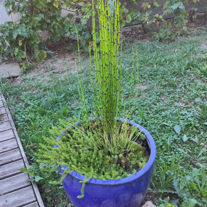Mini pond