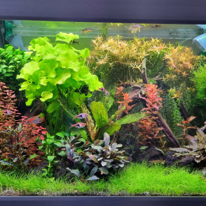 Eheim proxima 250