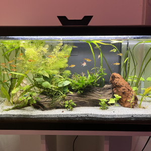 Aquarium 60