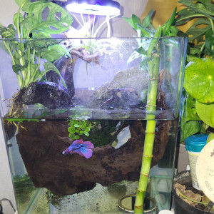 Betta
