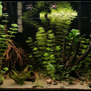 Publication de Fish666