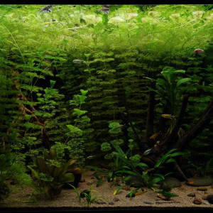 Publication de Fish666