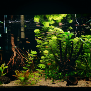 Eheim Proxima