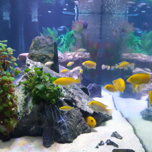 Publication de Aquapassion34410