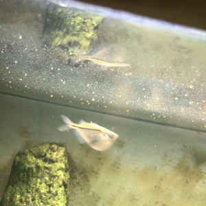 Poisson