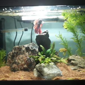 aquarium 30L combattant