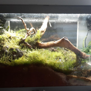 paludarium crabes vampires