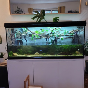 450 litres corydoras