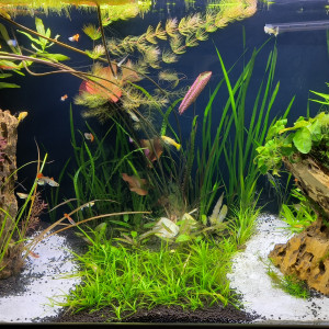 Guppies