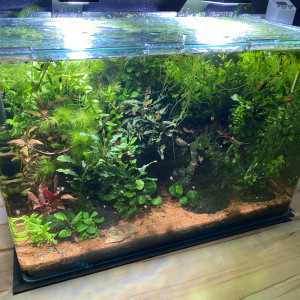 Mon 38 L